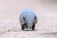 Armadillo