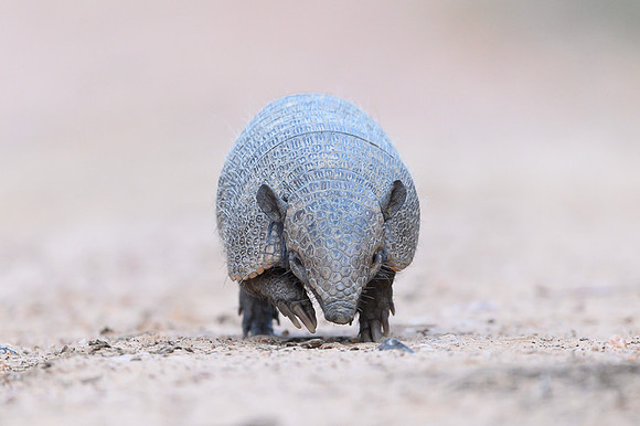 Armadillo