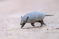 Armadillo