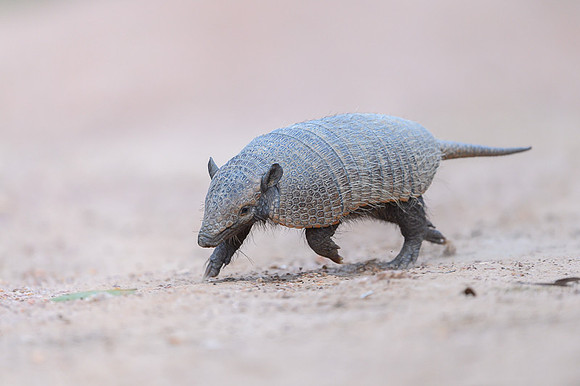 Armadillo