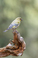 Greenfinch / Dzwoniec