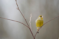 Greenfinch / Dzwoniec