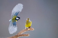 Greenfinch / Dzwoniec