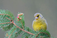 Greenfinch / Dzwoniec