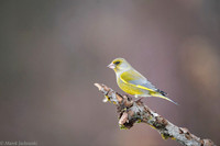 Greenfinch / Dzwoniec