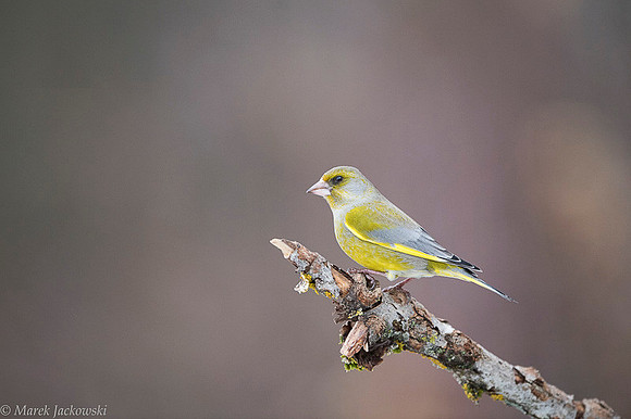 Greenfinch / Dzwoniec