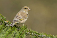 Greenfinch / Dzwoniec