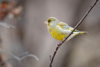 Greenfinch / Dzwoniec