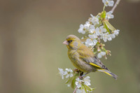 Greenfinch / Dzwoniec