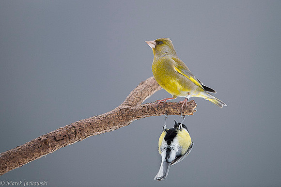 Greenfinch / Dzwoniec