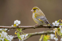 Greenfinch / Dzwoniec