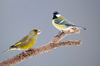 Greenfinch / Dzwoniec