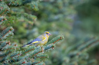 Greenfinch / Dzwoniec
