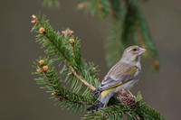 Greenfinch / Dzwoniec
