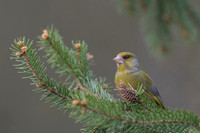 Greenfinch / Dzwoniec