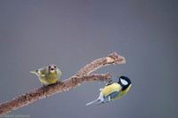Greenfinch / Dzwoniec