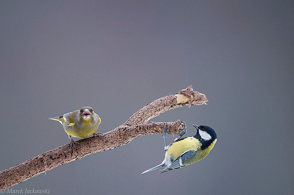 Greenfinch / Dzwoniec