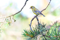 Greenfinch / Dzwoniec