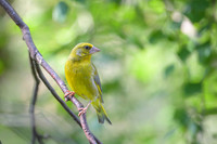 Greenfinch / Dzwoniec