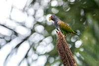 White-crowned Parrot