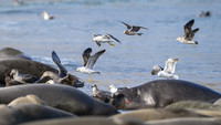 Kelp Gull