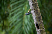 White-crowned Parrot