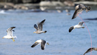 Kelp Gull