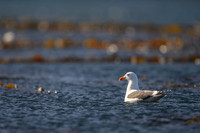 Kelp Gull