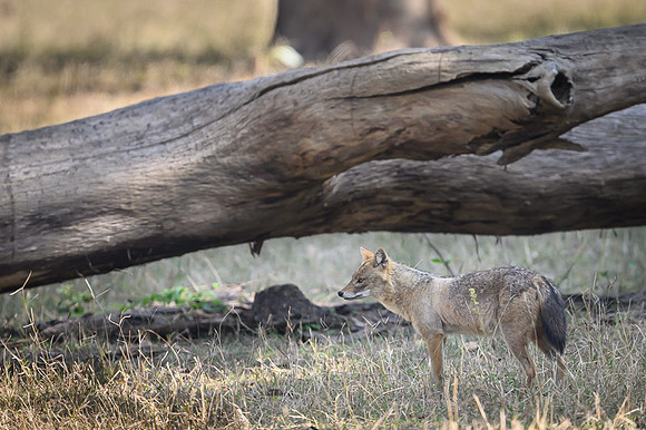 Golden jackal
