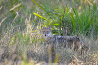 Golden jackal