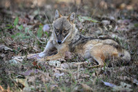 Golden jackal