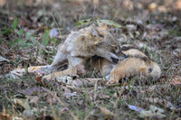 Golden jackal