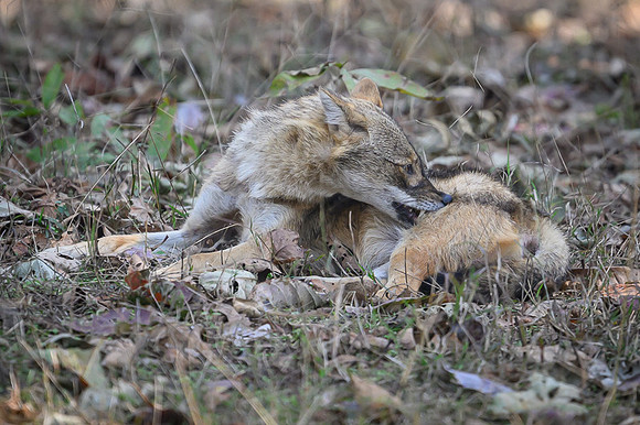 Golden jackal