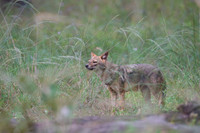 Golden jackal
