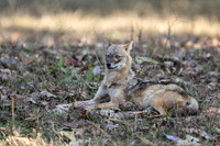 Golden jackal