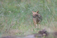 Golden jackal