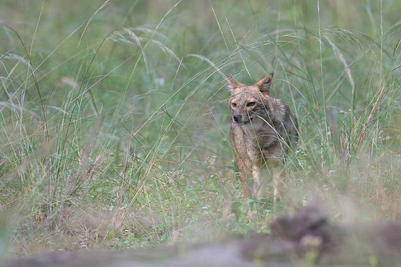 Golden jackal