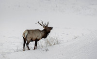 Elk / Wapiti
