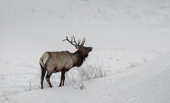 Elk / Wapiti