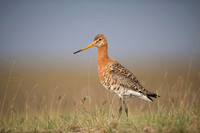 Black-tailed godwit  Rycyk