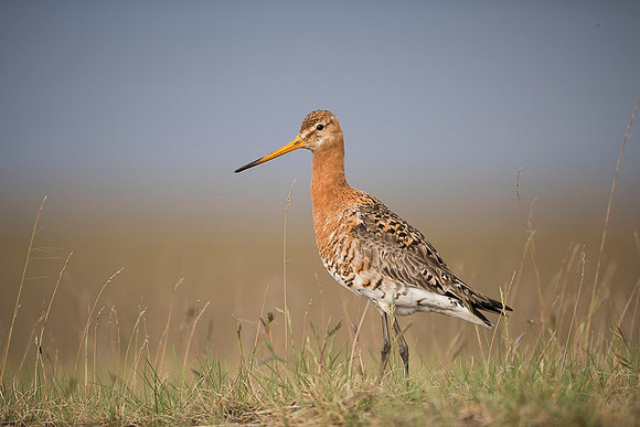 Black-tailed godwit  Rycyk