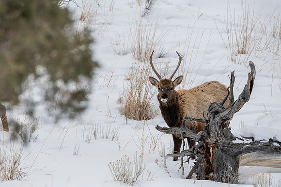 Elk / Wapiti