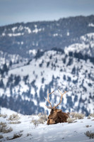 Elk / Wapiti