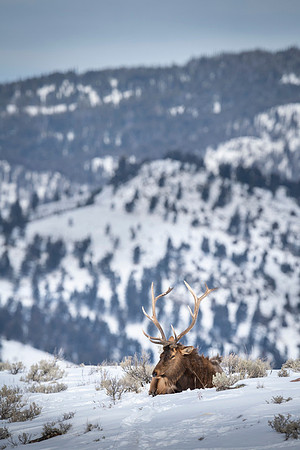 Elk / Wapiti