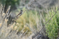 Empidonax