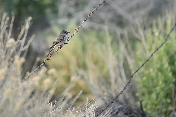 Empidonax