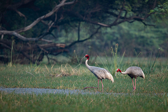 Sarus crane