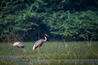 Sarus crane