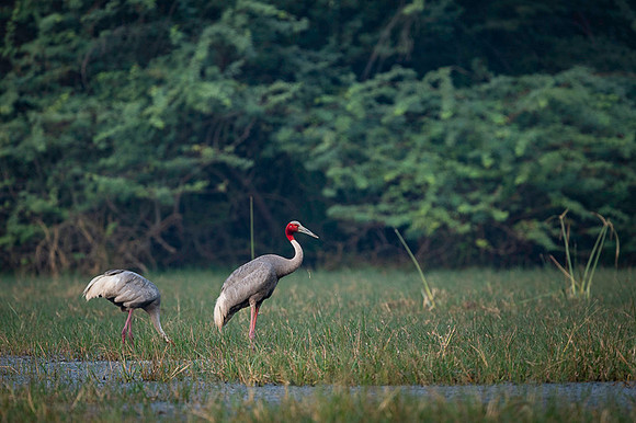 Sarus crane