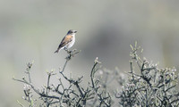 Austral canastero